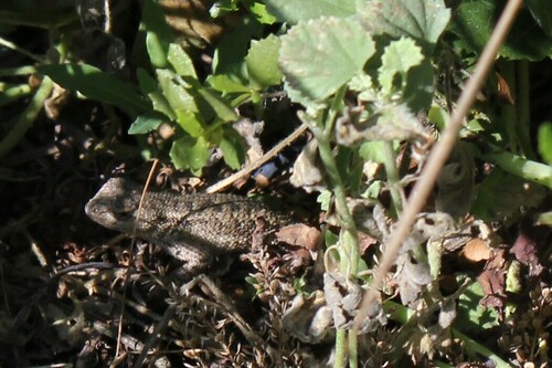 iNaturalist observation photo of Western Fence Lizard