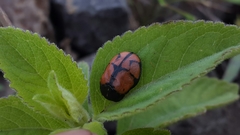 Ogdoecosta biannularis