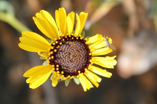 iNaturalist observation photo of California brittlebush