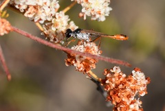 Ammophila