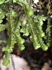 Macrodiplophyllum rubrum