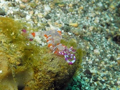 Ancylomenes luteomaculatus