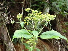 Schistocarpha eupatorioides