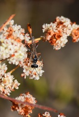 Ammophila