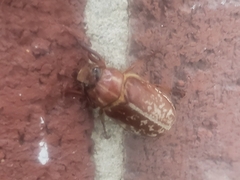 Polyphylla variolosa