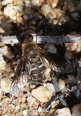 Bombyliidae