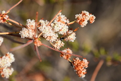 Ammophila