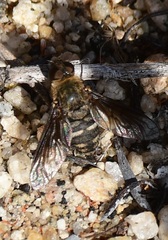 Bombyliidae