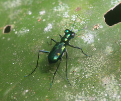 Cylindera versicolor