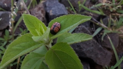 Ogdoecosta biannularis