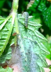 Choreutis nemorana