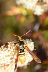 Paranthrene robiniae