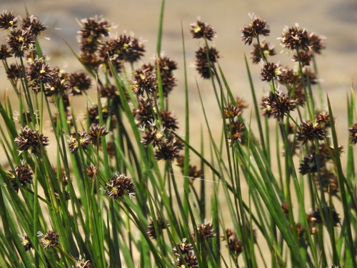 Image of Juncus phaeocephalus by no rights reserved