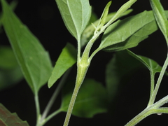 Neolasioptera perfoliata