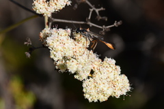 Ammophila