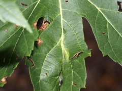Dasineura aceris