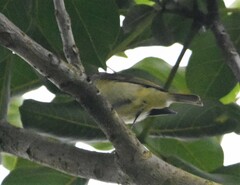 Vireo leucophrys
