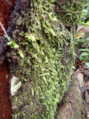 Cyathophorum bulbosum