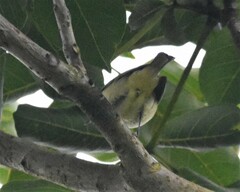 Vireo leucophrys