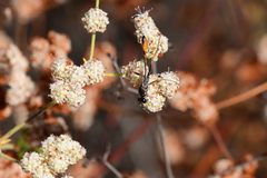 Ammophila