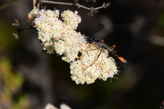 Ammophila