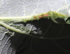 Dasineura aceris
