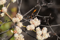 Ammophila