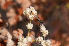 Ammophila
