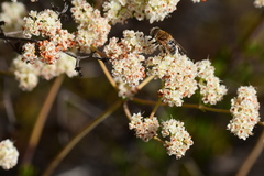 Palpada mexicana
