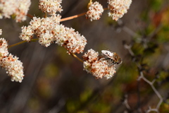 Palpada mexicana