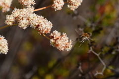 Palpada mexicana
