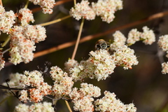 Palpada mexicana