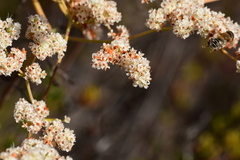 Palpada mexicana