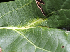 Dasineura aceris