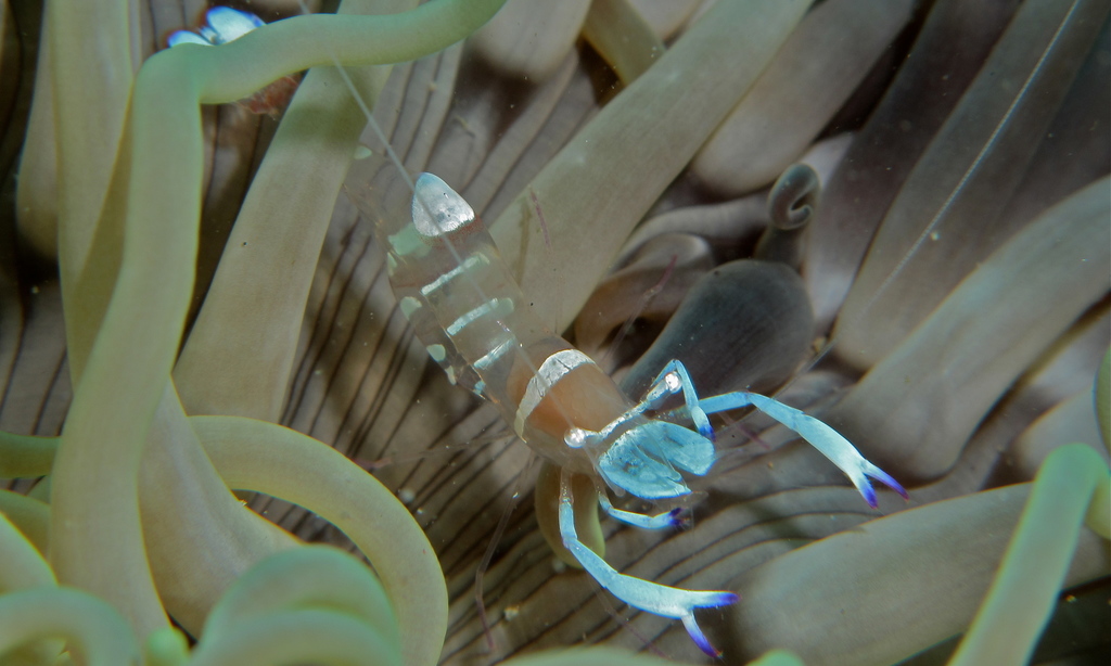 Magnificent Anemone Shrimp