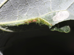 Dasineura aceris