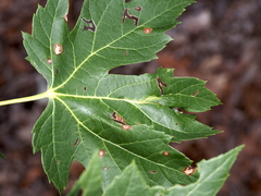 Dasineura aceris