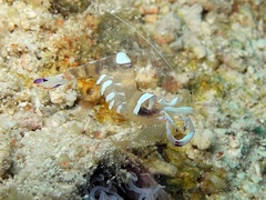 Ancylomenes magnificus