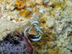 Ancylomenes magnificus