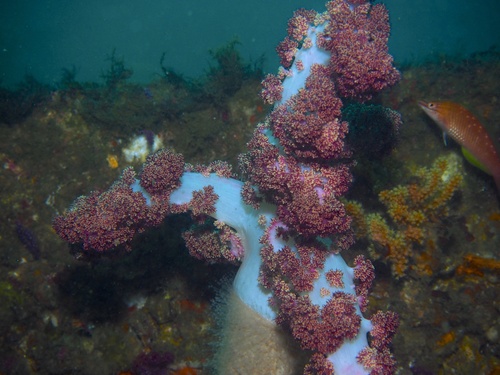 Carnation soft coral