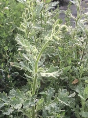 Senecio viscosus