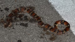Lampropeltis annulata