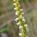 Spiranthes ochroleuca - Photo (c) Denis Doucet,  זכויות יוצרים חלקיות (CC BY-NC), uploaded by Denis Doucet