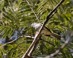 Myiopagis caniceps