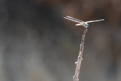 Pachydiplax longipennis