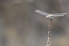 Pachydiplax longipennis