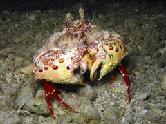 Calappa bicornis