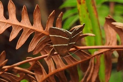 Argyrostrotis quadrifilaris