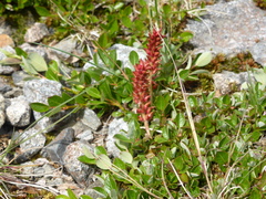 Salix arctophila