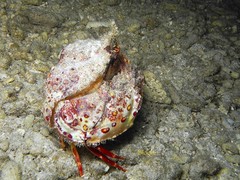 Calappa bicornis